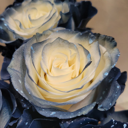 Cobalto Rose Bouquet 1-Stem