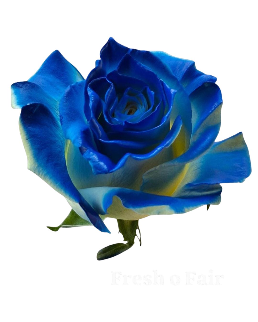 Painted Rose Bouquets (Your Color Choice) 12-Stem