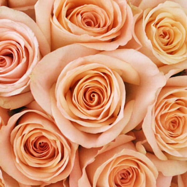 Roses -Bulk - 40cm