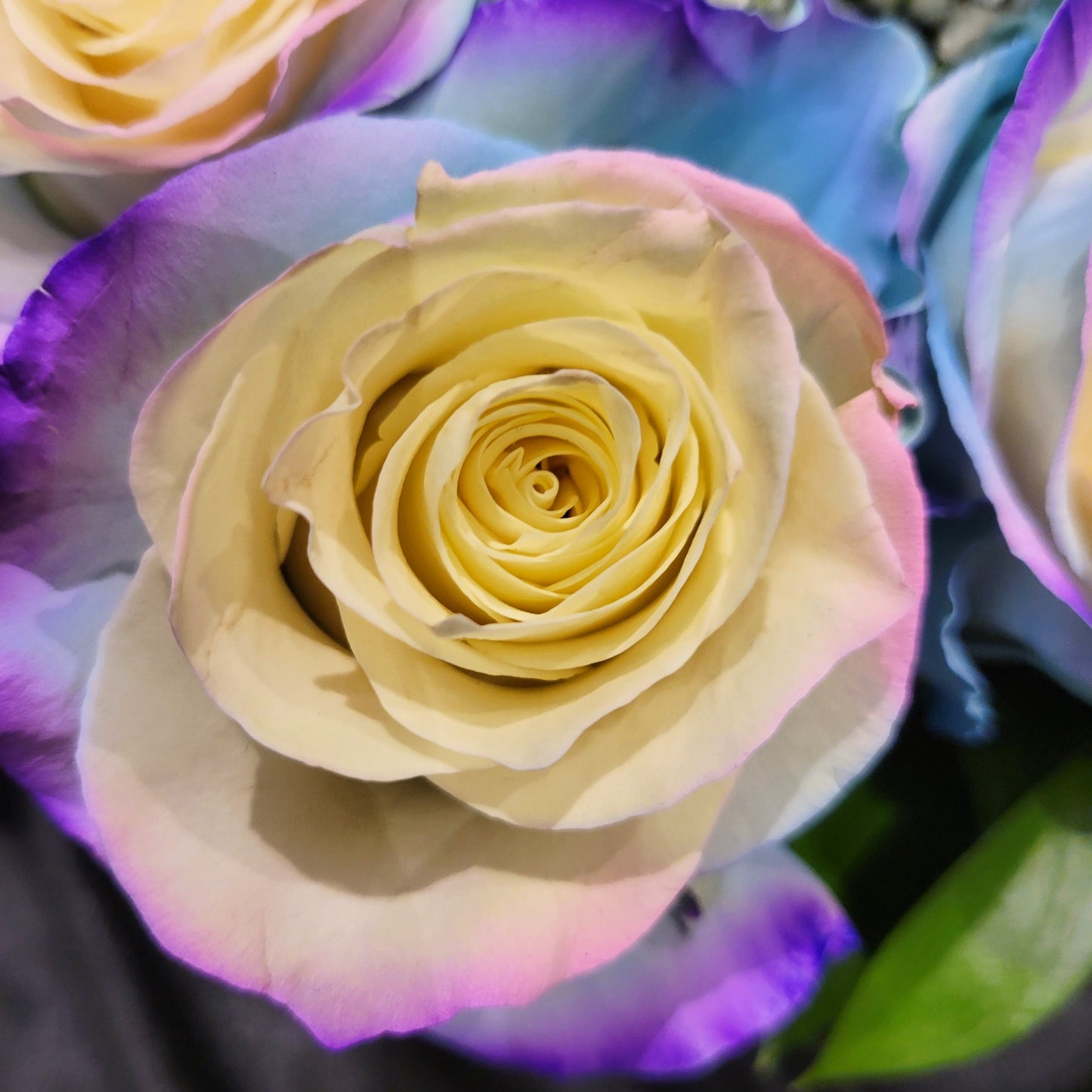 JellyFish Rose Bouquet 6-Stem