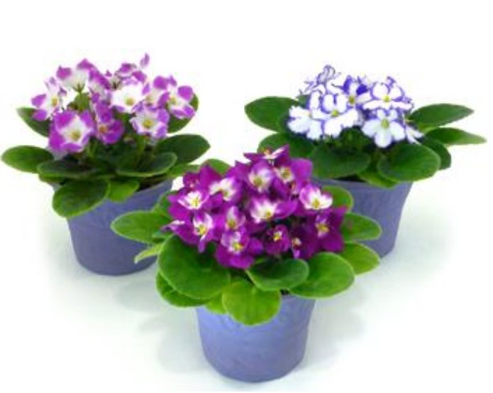 plant pots for african violets African Violets Plants – Flowers For Fundraising