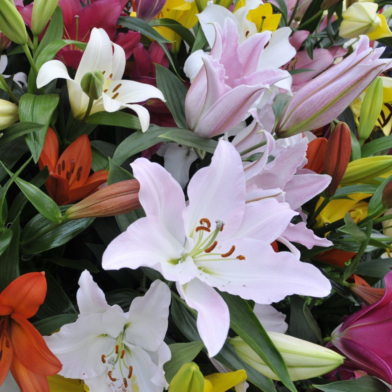 buy asiatic lily Asiatic Lilies