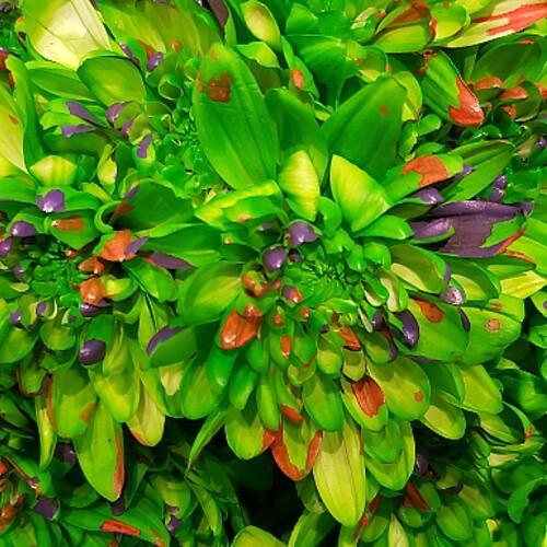 Light Green Marshmallow Halloween Mums - 70 Stems - Flowers For FundraisingLight Green Marshmallow Halloween Mums - 70 StemsLight Green Marshmallow Halloween Mums - 70 StemsLight Green Marshmallow Halloween Mums - 70 StemsLight Green Marshmallow Halloween Mums - 70 Stems