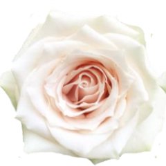 Rose Combo Box Single Color - 50 stems - Flowers For FundraisingRose Combo Box Single Color - 50 stemsRose Combo Box Single Color - 50 stemsRose Combo Box Single Color - 50 stemsRose Combo Box Single Color - 50 stems