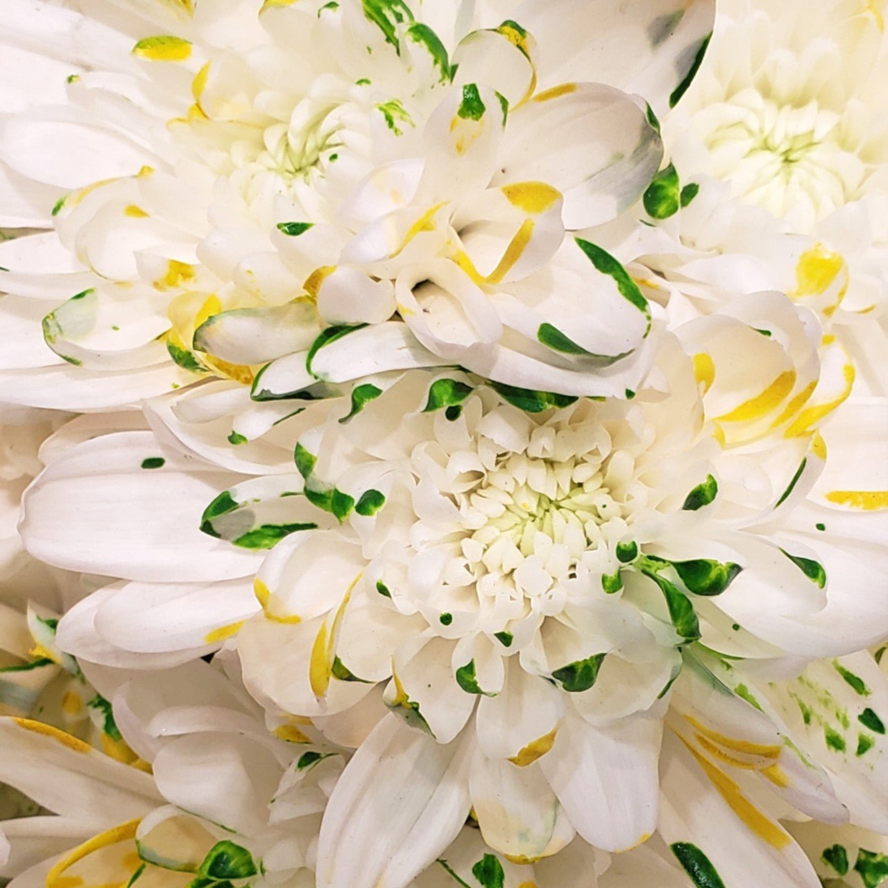 St. Patrick's Day Green and Yellow Colored Mums - Bulk - Flowers For FundraisingSt. Patrick's Day Green and Yellow Colored Mums - BulkSt. Patrick's Day Green and Yellow Colored Mums - BulkSt. Patrick's Day Green and Yellow Colored Mums - BulkSt. Patrick's Day Green and Yellow Colored Mums - Bulk