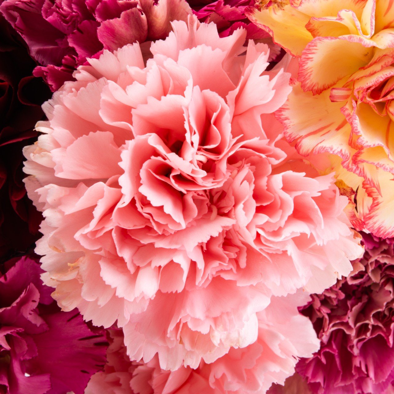 Grenadin King Of Blacks Carnation Seeds - Dianthus Flower Seeds For Planting - Free Shipping