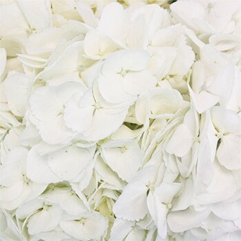 White Hydrangeas - Flowers For FundraisingWhite HydrangeasWhite HydrangeasWhite HydrangeasWhite Hydrangeas