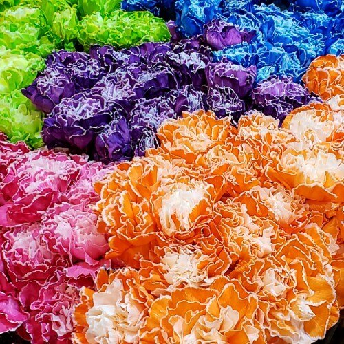 Dia De Los Muertos Colored Carnations – Flowers For Fundraising
