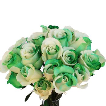 Tinted Green and White Roses - Bulk