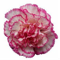 Standard Pink Carnations for Breast Cancer