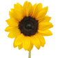 Wholesale Bulk Sunflowers
