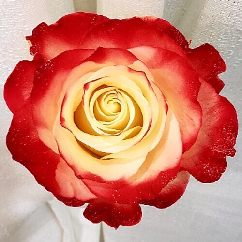 25 Fresh Red Rose Glitter Bouquet