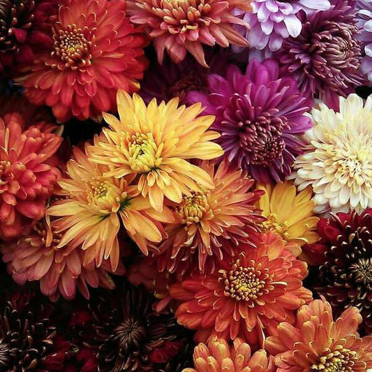 Wholesale Bulk Assorted Mums