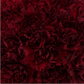 Mother's Day Bulk Standard Carnations