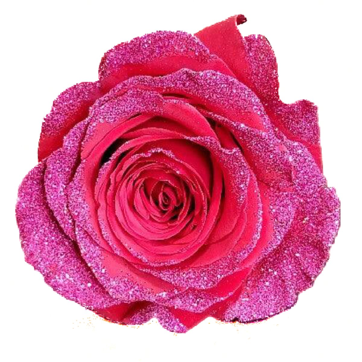Dark Pink Roses with Pink Glitter, Wholesale Glitter Roses