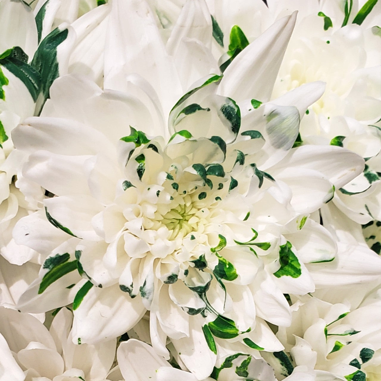 Buy Fresh White Chrysanthemum Flowers Bulk/Wholesale