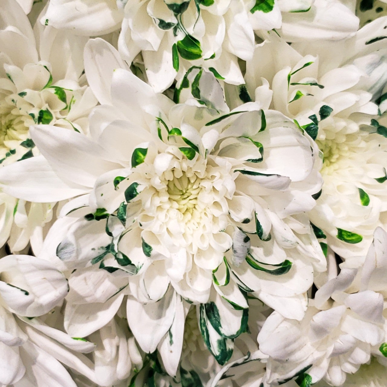 St. Patrick's Day Green and White Colored Mums - Bulk