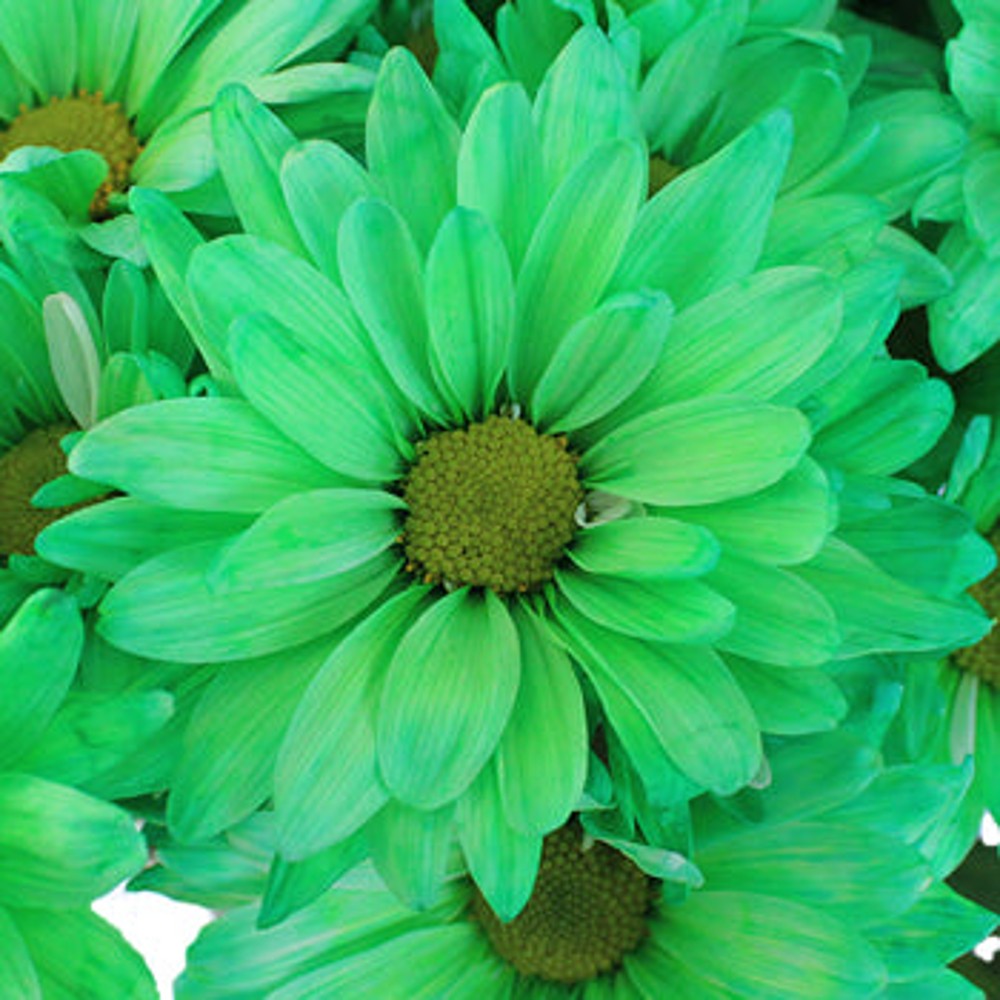 St. Patrick's Day Green Tinted Daisies – Flowers For Fundraising