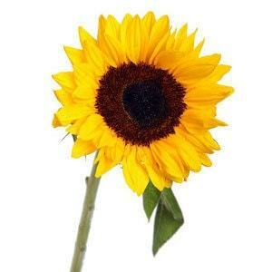 Wholesale Bulk Sunflowers