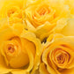 Sigma Delta Tau - Yellow Roses, 40cm