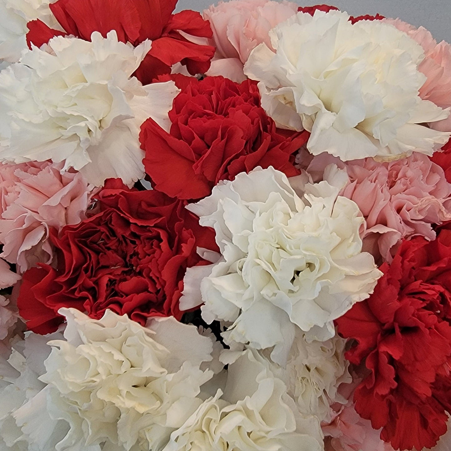 Valentine's Day Bulk Fancy Carnations