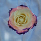 Northern Lights Rose Bouquet 3-Stem