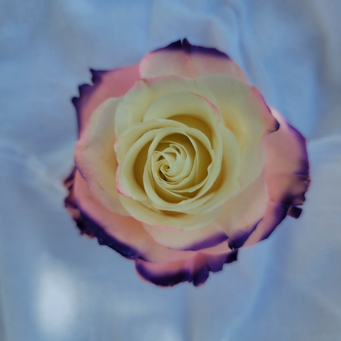 Northern Lights Rose Bouquet 12-Stem