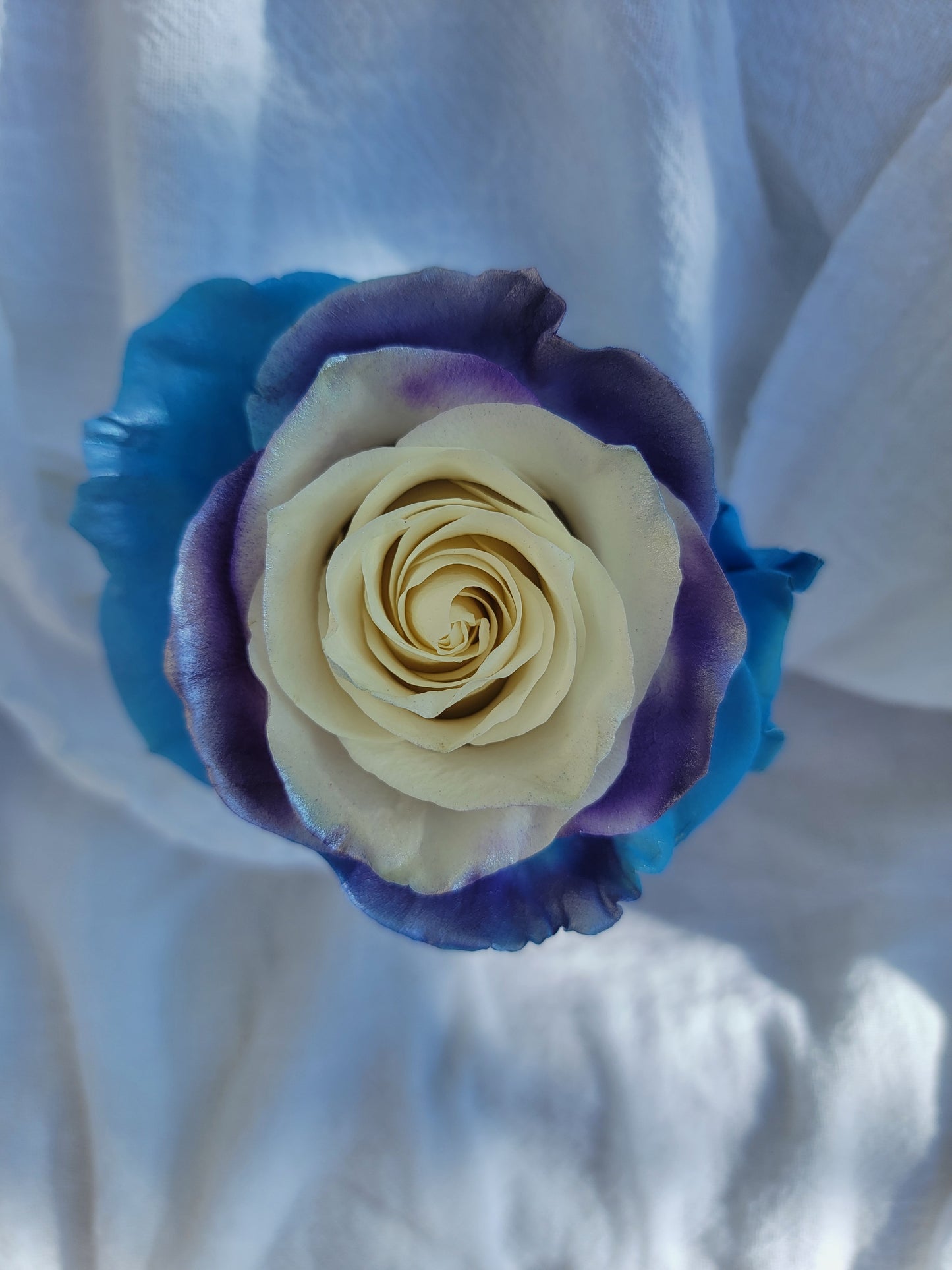 Pear Roses Bouquet 6-Stem