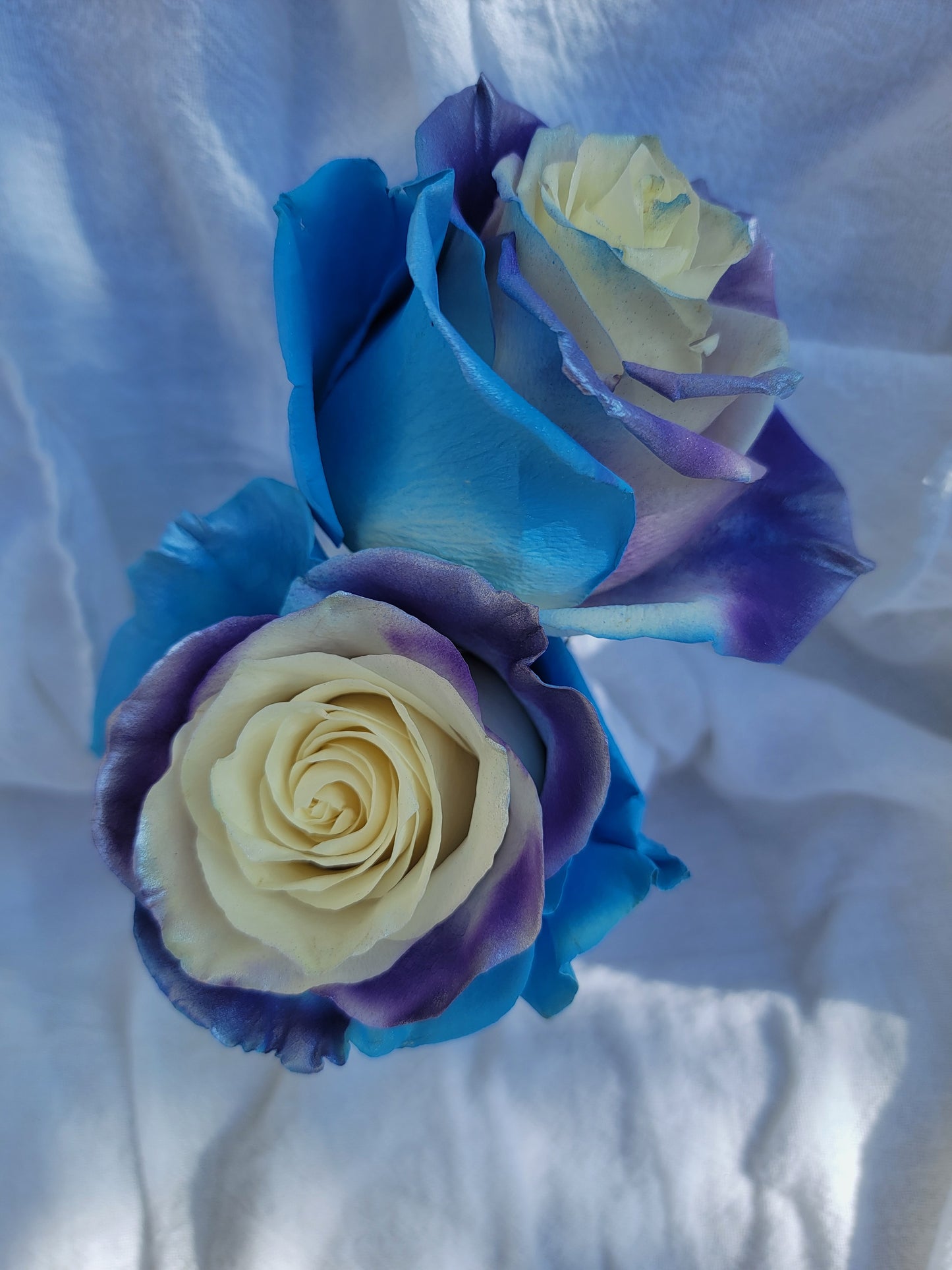 Pear Roses Bouquet 6-Stem