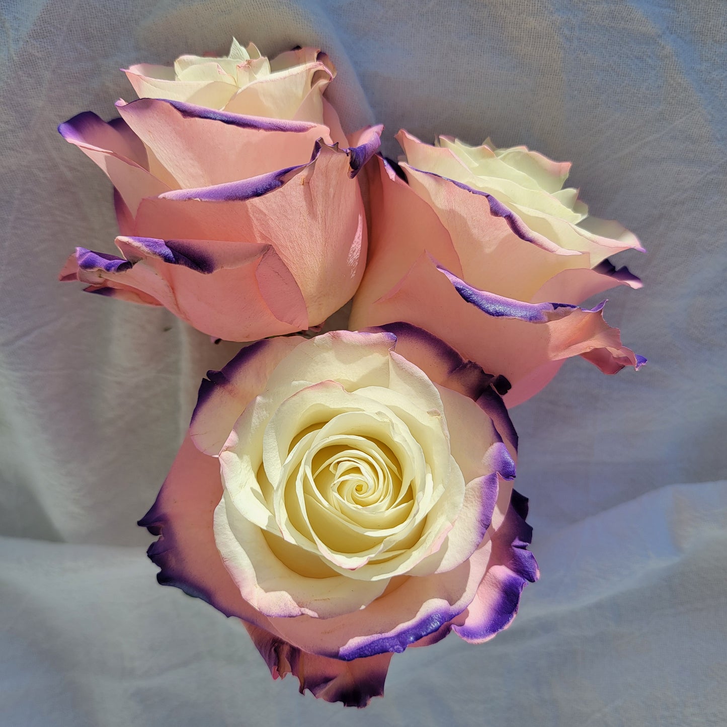 Northern Lights Rose Bouquet 12-Stem