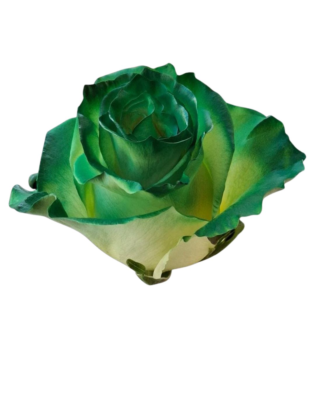 Painted Rose Bouquets (Your Color Choice) 1-Stem
