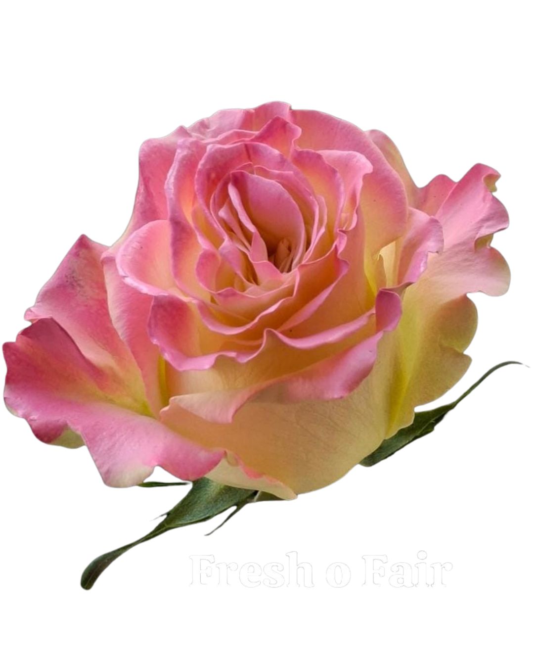 Painted Rose Bouquets (Your Color Choice) 1-Stem