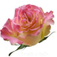 Painted Rose Bouquets (Your Color Choice) 12-Stem