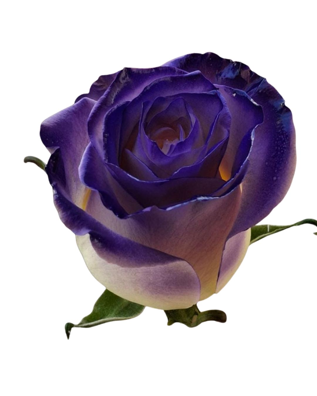 Painted Rose Bouquets (Your Color Choice) 6-Stem