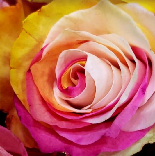 Tinted Pink, Yellow And White Roses - Bulk