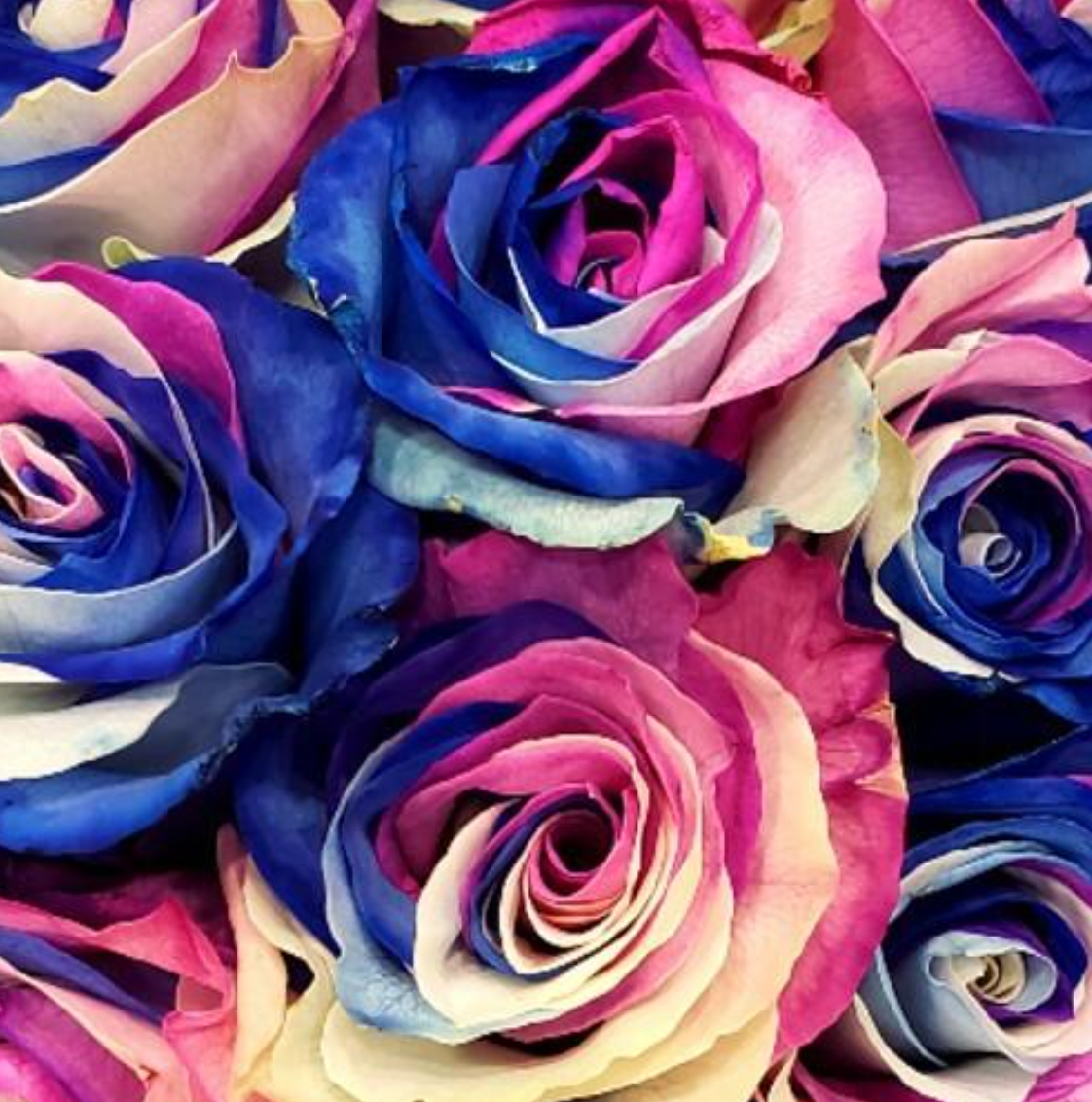 Tinted Blue, Pink And White Roses - Bulk