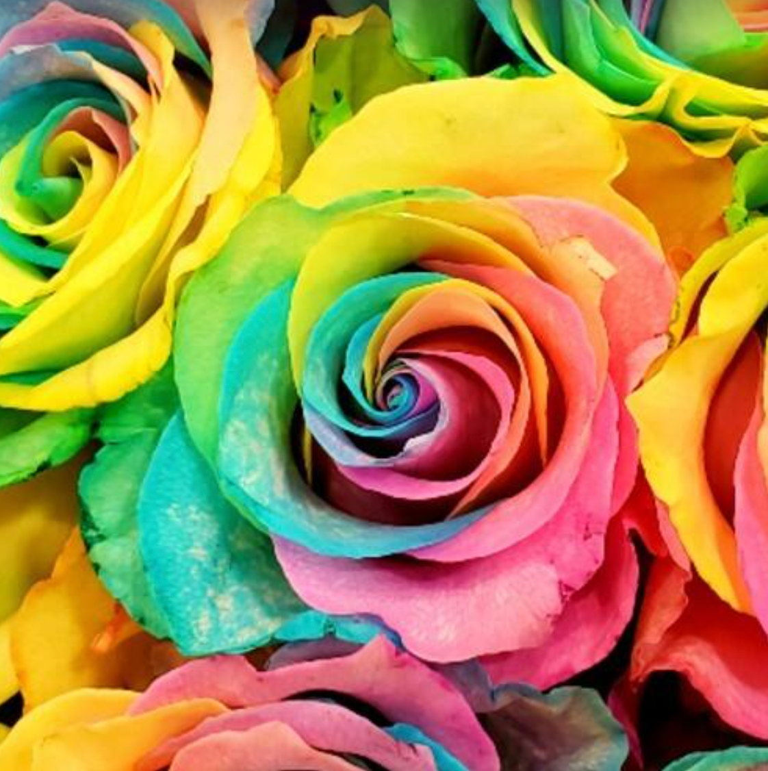 Pastel Dyed Rainbow Roses - Bulk