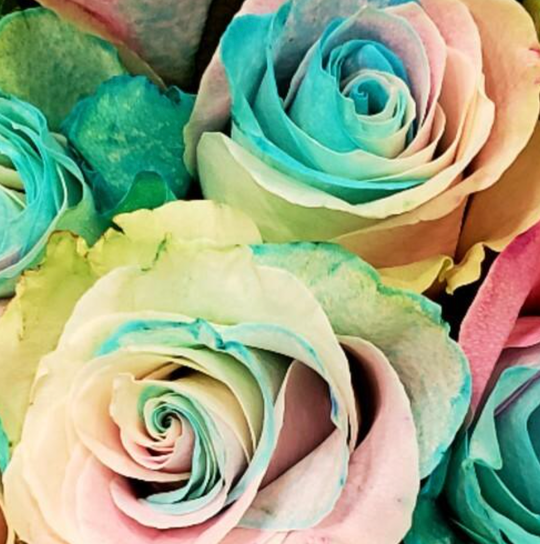 Light Pastel Dyed Rainbow Roses - Bulk