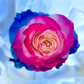 Chelsea Rose Bouquet 3-Stem