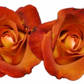 Rose Combo Box Single Color-50 stems