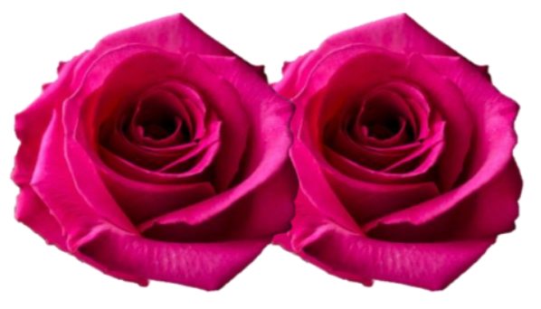 Rose Combo Box Single Color-50 stems