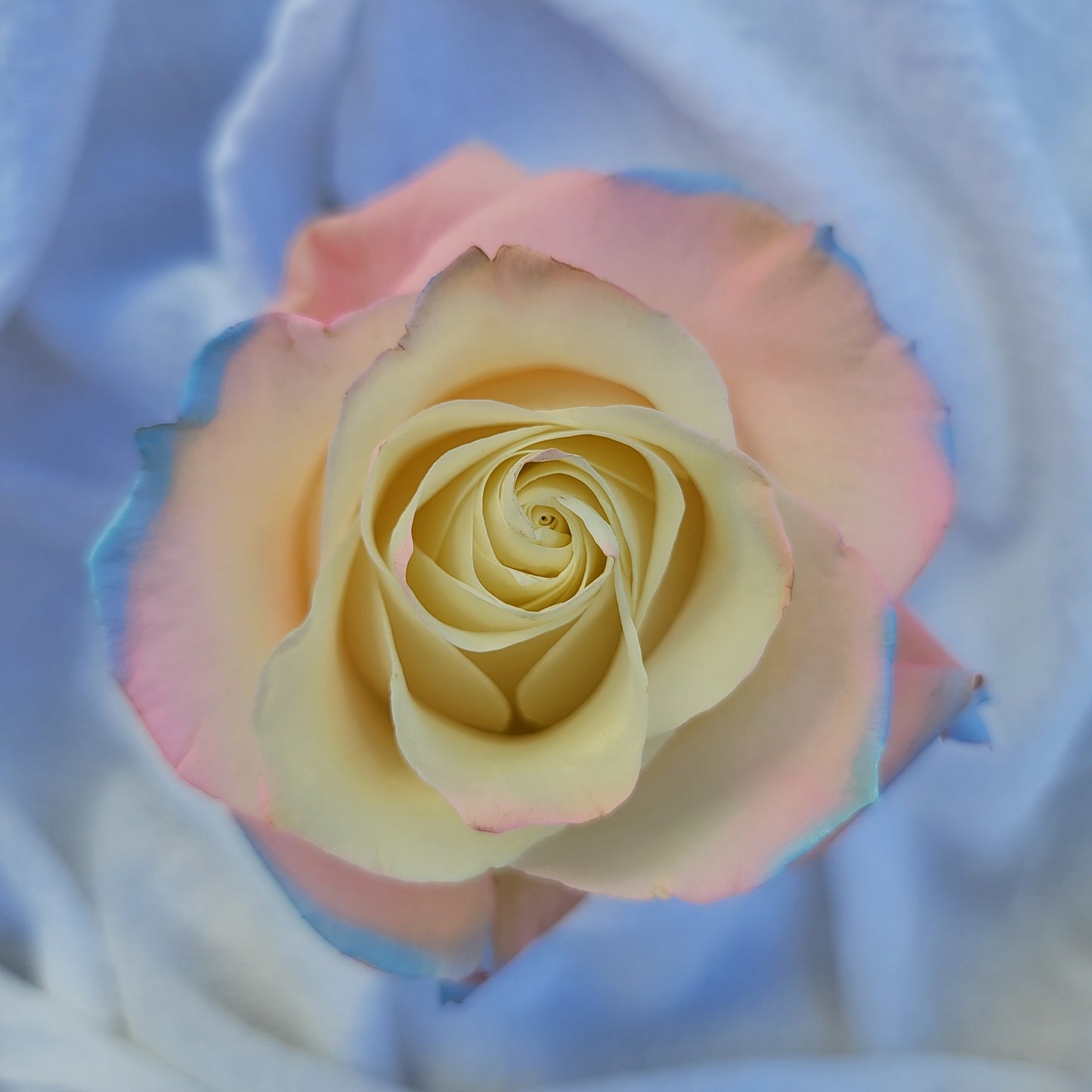 Silvermist Rose Bouquet 1-Stem
