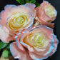 Silvermist Rose Bouquet 1-Stem