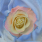 Silvermist Rose Bouquet 6-Stem
