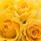 Alpha Sigma Tau - Yellow Roses, 40cm - Flowers For FundraisingAlpha Sigma Tau - Yellow Roses, 40cmAlpha Sigma Tau - Yellow Roses, 40cmAlpha Sigma Tau - Yellow Roses, 40cmAlpha Sigma Tau - Yellow Roses, 40cm