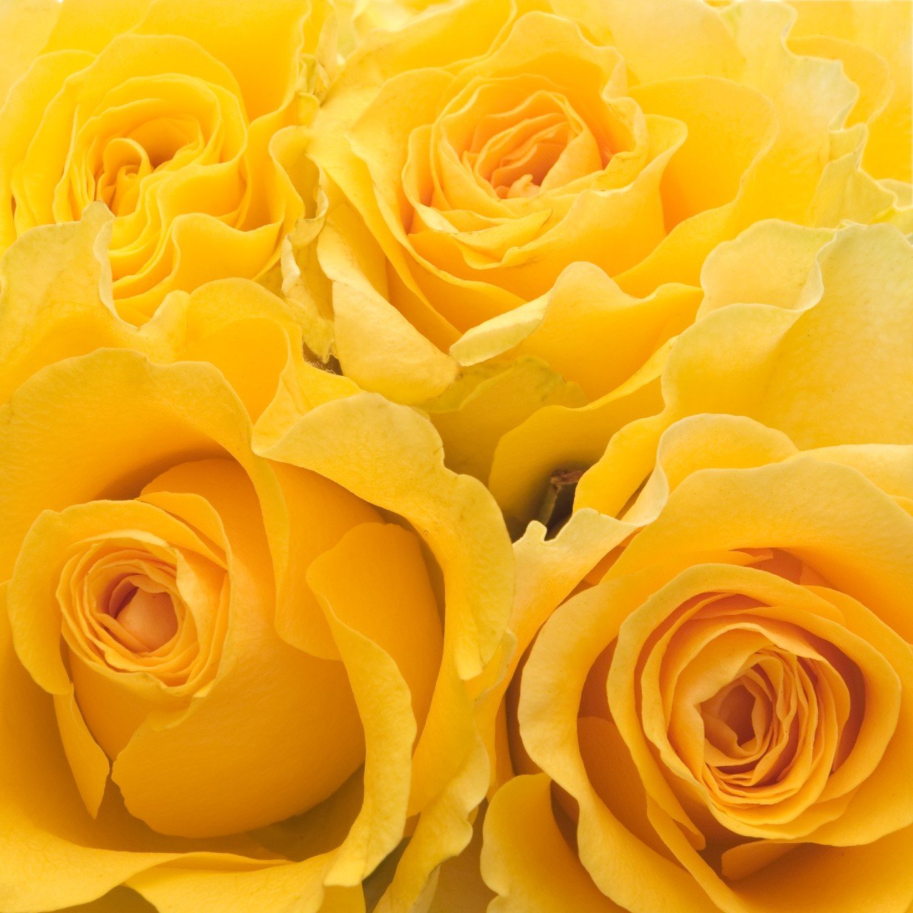 Alpha Sigma Tau - Yellow Roses, 40cm - Flowers For FundraisingAlpha Sigma Tau - Yellow Roses, 40cmAlpha Sigma Tau - Yellow Roses, 40cmAlpha Sigma Tau - Yellow Roses, 40cmAlpha Sigma Tau - Yellow Roses, 40cm