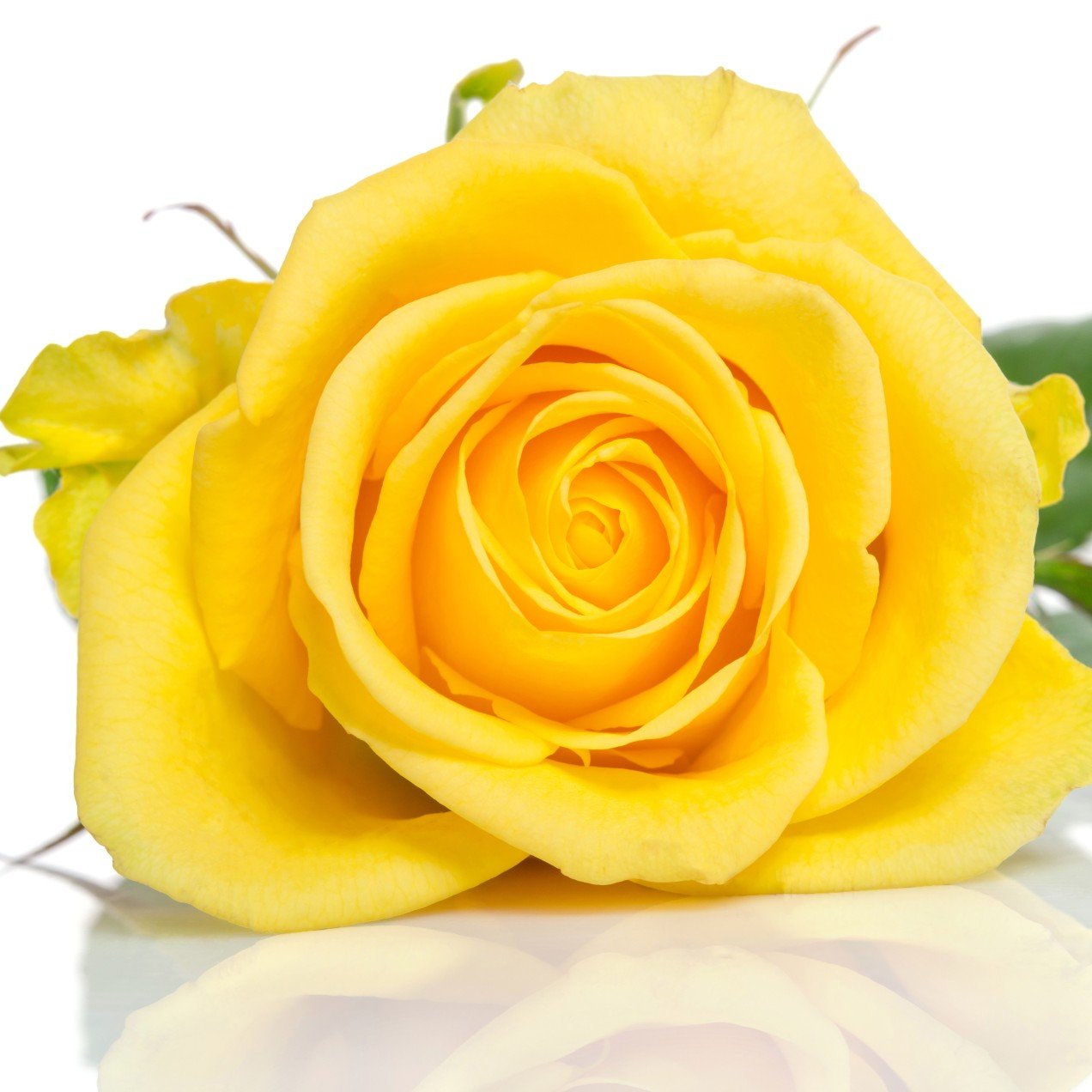 Alpha Sigma Tau - Yellow Roses, 40cm - Flowers For FundraisingAlpha Sigma Tau - Yellow Roses, 40cmAlpha Sigma Tau - Yellow Roses, 40cmAlpha Sigma Tau - Yellow Roses, 40cmAlpha Sigma Tau - Yellow Roses, 40cm