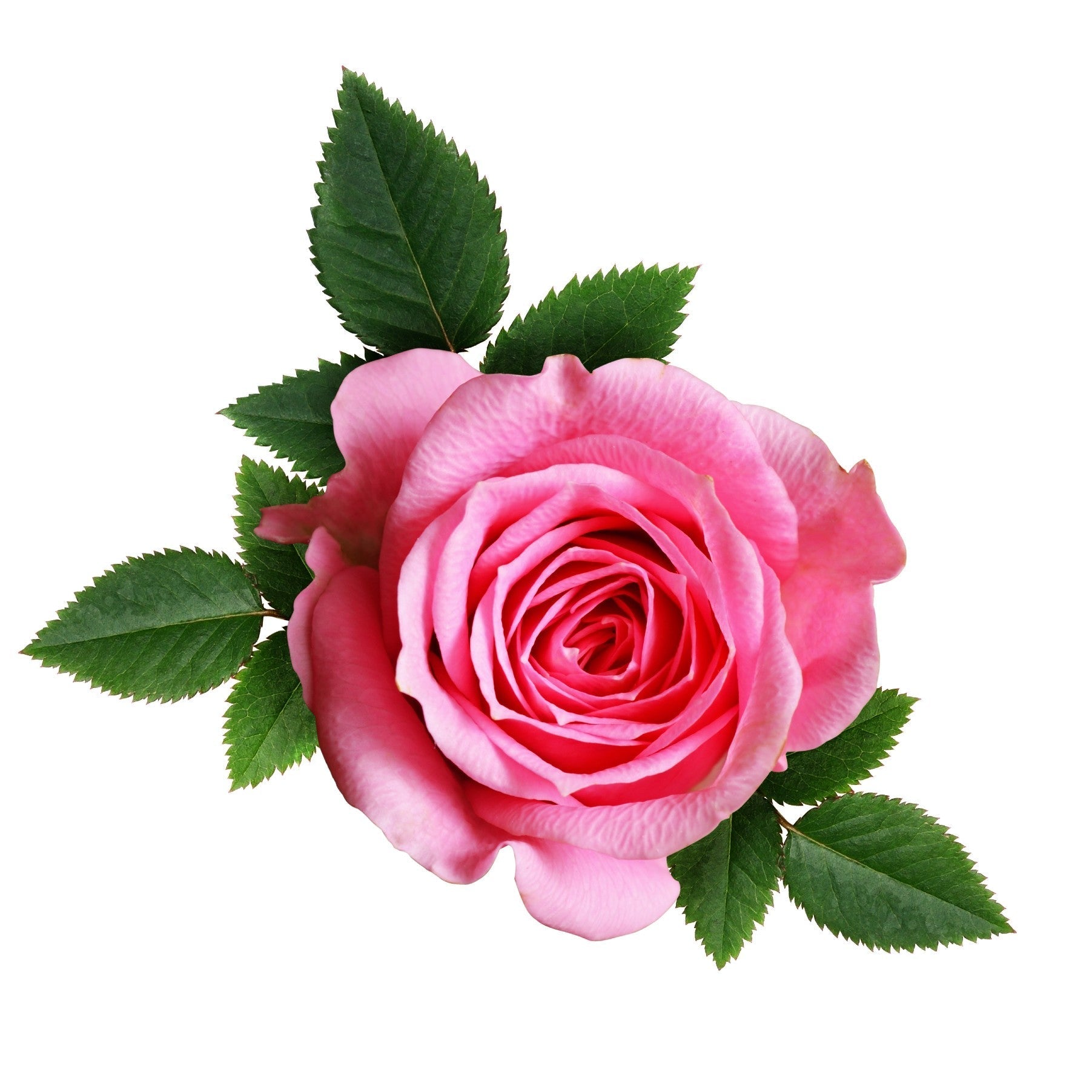 Delta Spring Rose Sorority Flowers | Flowers For Fundraising