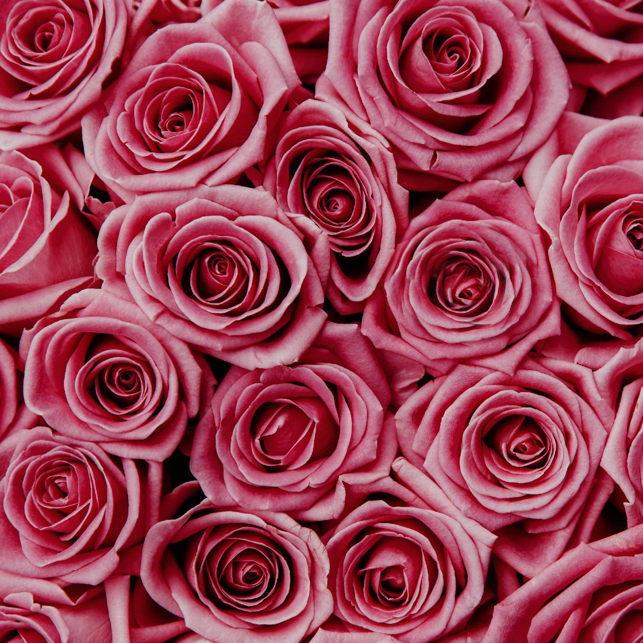 Alpha Xi Delta - Pink Roses, 40cm - Flowers For FundraisingAlpha Xi Delta - Pink Roses, 40cmAlpha Xi Delta - Pink Roses, 40cmAlpha Xi Delta - Pink Roses, 40cmAlpha Xi Delta - Pink Roses, 40cm