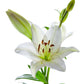 Asiatic Lilies - Bulk - Flowers For FundraisingAsiatic Lilies - BulkAsiatic Lilies - BulkAsiatic Lilies - BulkAsiatic Lilies - Bulk